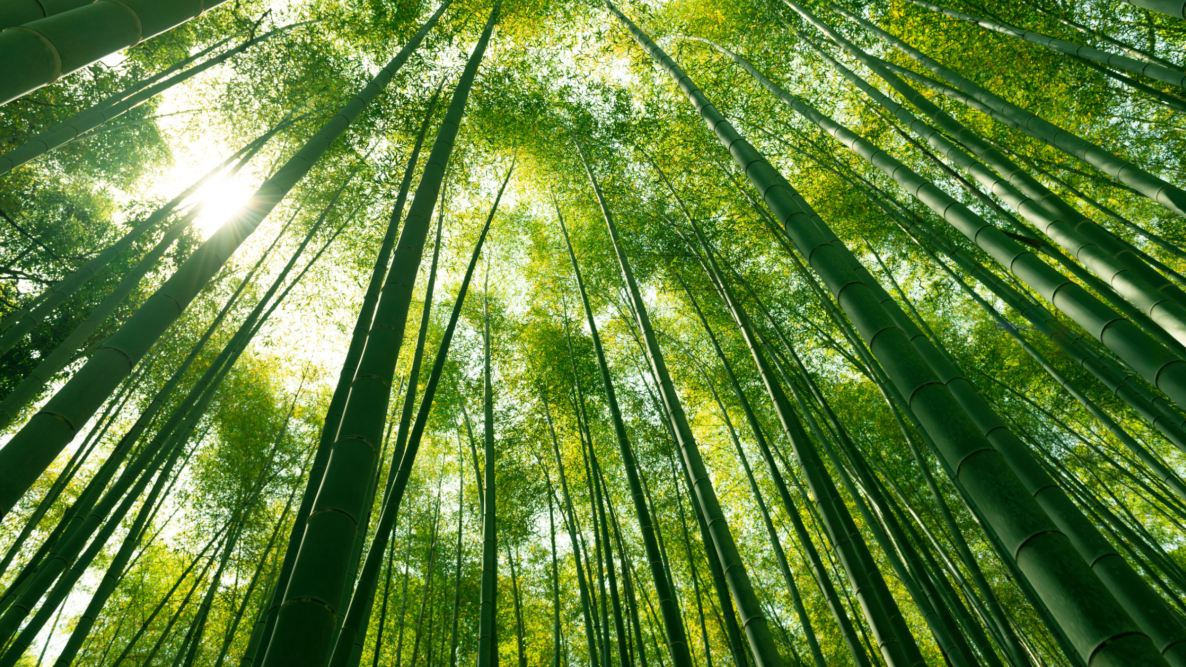 TalkCommerce What is the Bamboo Business Strategy